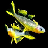 Pseudomugil Furcatus (Regenboogzalm)